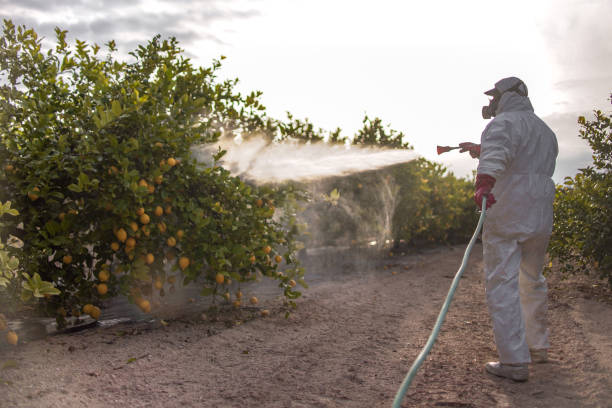 Best Local Pest Control Services  in Garnet, CA