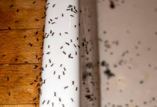 Best Residential Pest Control  in Garnet, CA
