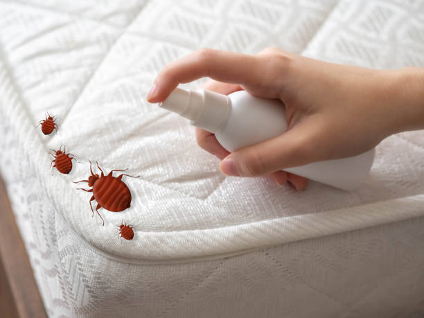 Reliable Garnet, CA Pest Control Solutions